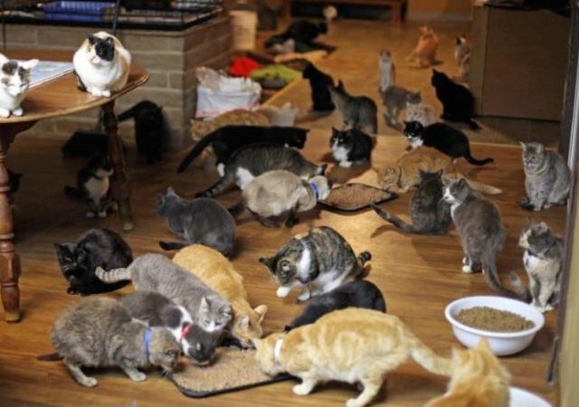 La loca de los gatos (parte 1)