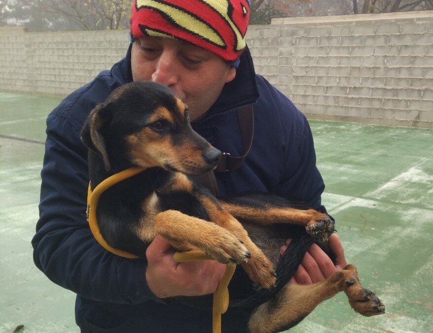 “GUAU”, LA COSA VA DE PERROS (2a. parte)
