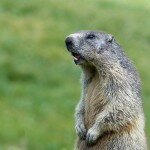 marmot-5092711_1280